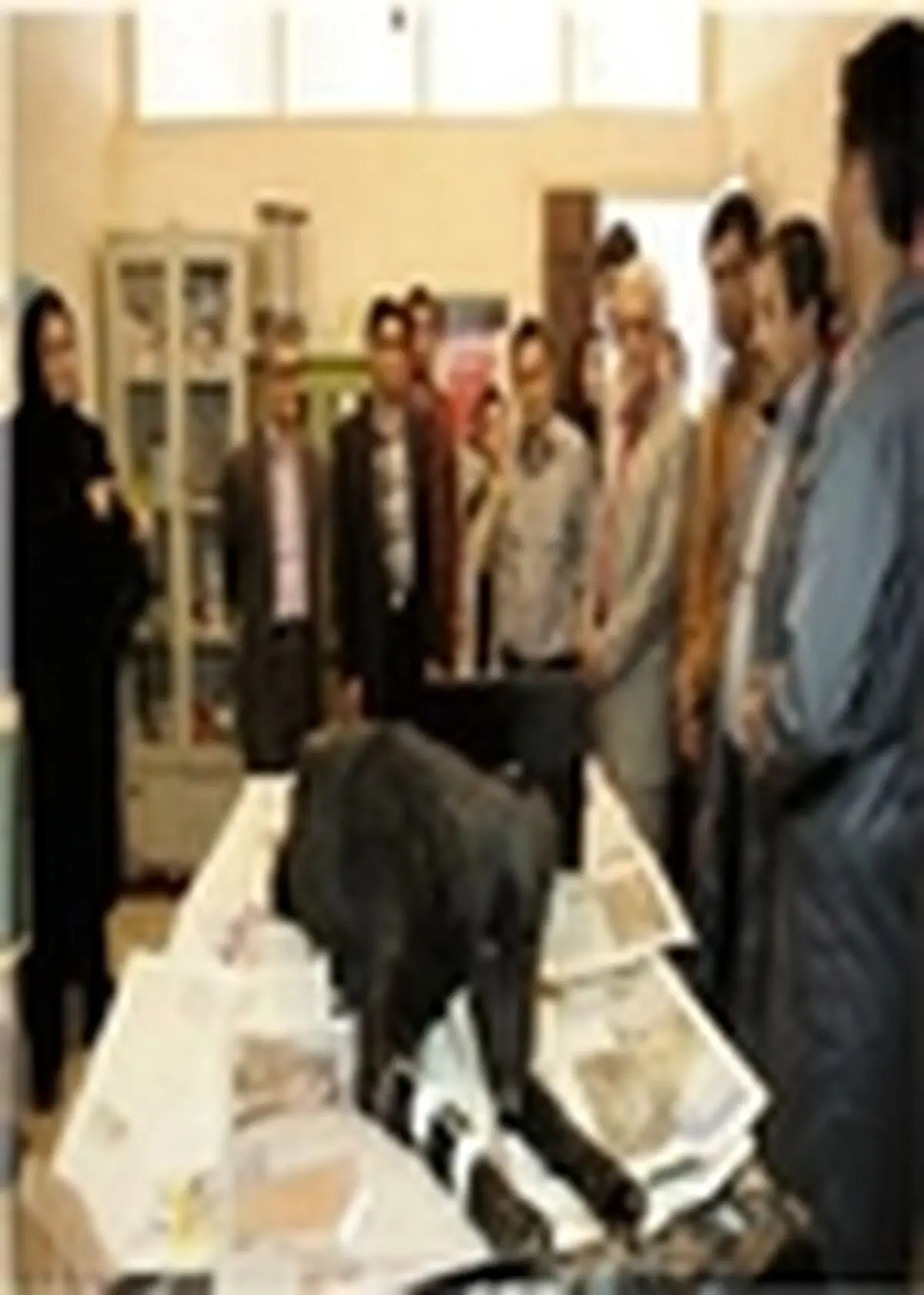 سگ‌های خیابانی تبریز به پناهگاه حیوانات منتقل می‌شوند