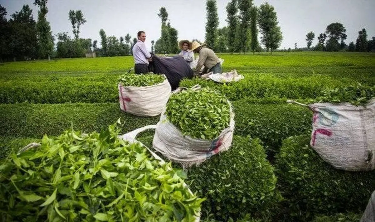 چای در الگوی کشت محصولات کشاورزی گیلان قرار گرفت