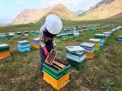 سرشماری زنبورستان ها در چهارمحال و بختیاری آغاز شد