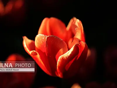 شکوفه‌های بهاری