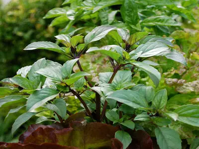 ۱۲ گیاه خوراکی برای کاشت در باغچه 
