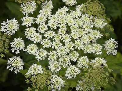 خواص گلپر و عوارض جانبی آن