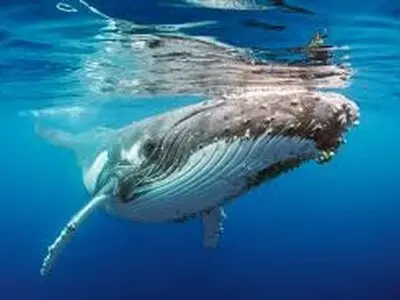 مرگ نهنگ کوژپشت در سواحل اسپانیا + فیلم