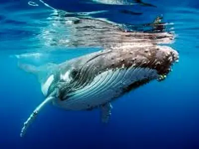 مرگ نهنگ کوژپشت در سواحل اسپانیا + فیلم