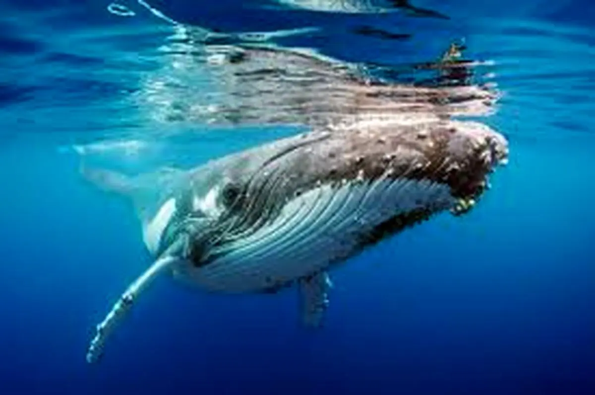 مرگ نهنگ کوژپشت در سواحل اسپانیا + فیلم