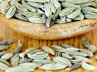 خواص گیاه رازیانه + فیلم