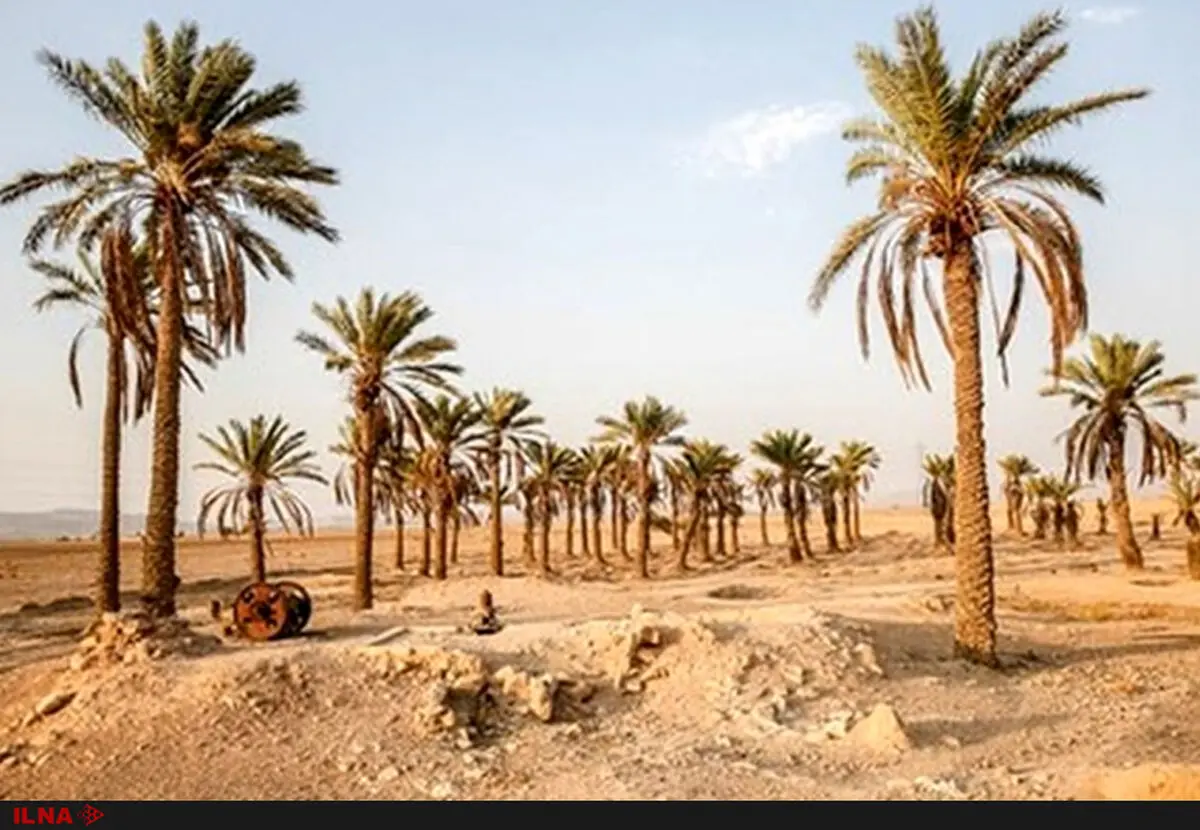وضعیتِ روستاهای آبادان بحرانی است/روستاییان نگران احشام و زمین‌های خود هستند/زمین‌های کشاورزی به زودی شوره‌زار می‌شود