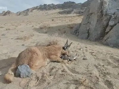 مشاهده کاراکال در بهادران مهریز + فیلم