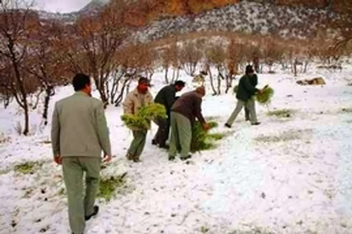 حاشیه تالاب‌ها و ارتفاعات جوانرود دانه پاشی شد