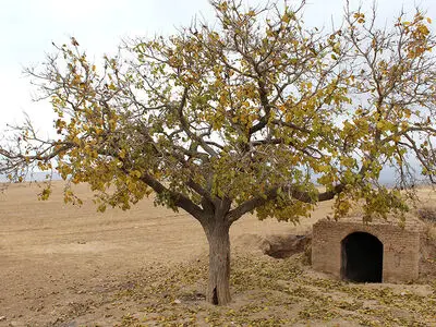 کشف حوض انباری تاریخی حین حفاری کانال فاضلاب در تربت حیدریه 