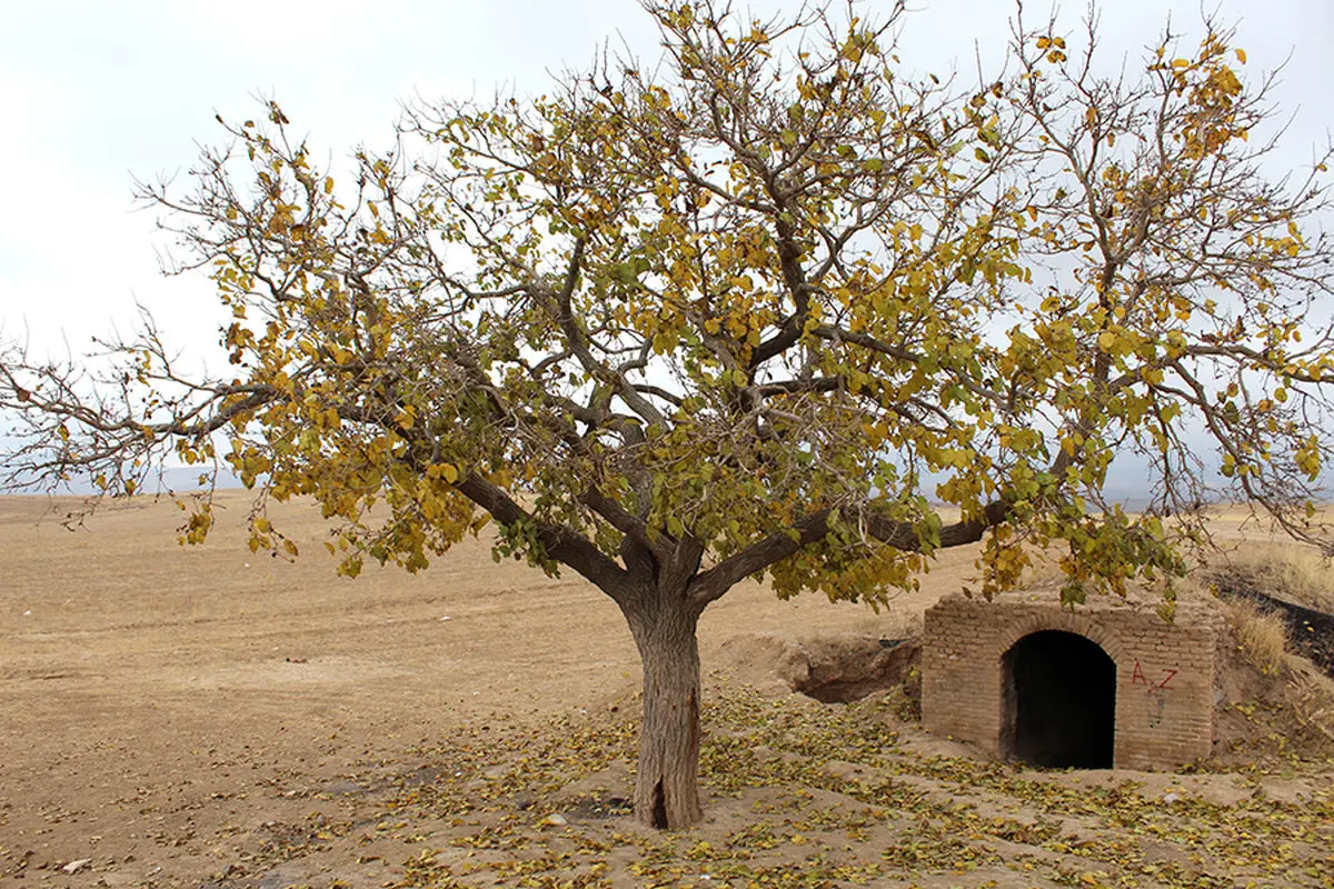 کشف حوض انباری تاریخی حین حفاری کانال فاضلاب در تربت حیدریه 