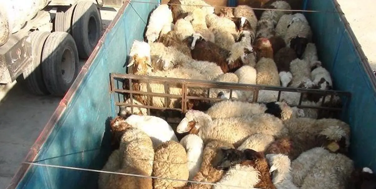 کشف ۱۲۵ راس دام قاچاق در سبزوار