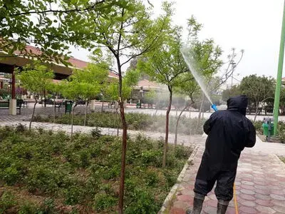 کاهش چشمگیر درختان رو به زوال در مرکز تهران 