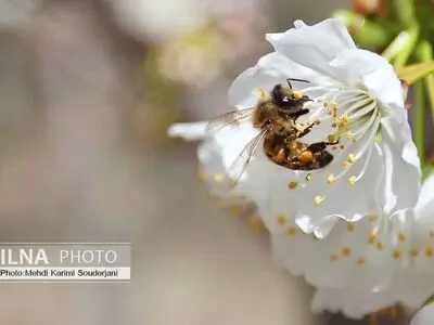 شکوفه های بهاری اصفهان 