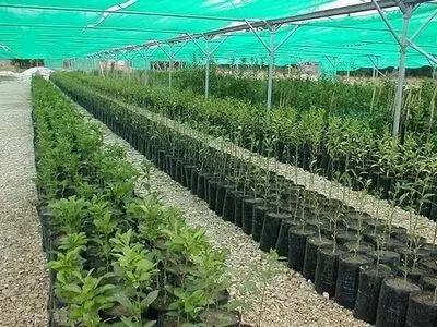 تخصیص یارانه نهال به باغداران گیلان / برای دریافت به نهالستان های مجاز در گیلان مراجعه کنید