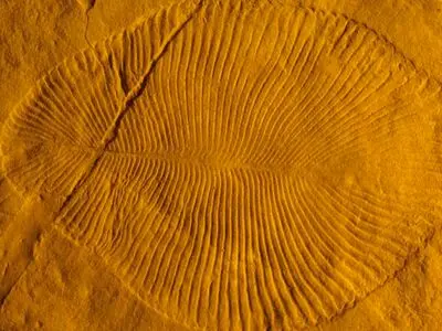 موجودات پیچیده و عجیب روی زمین در ۵۰۰ میلیون سال پیش