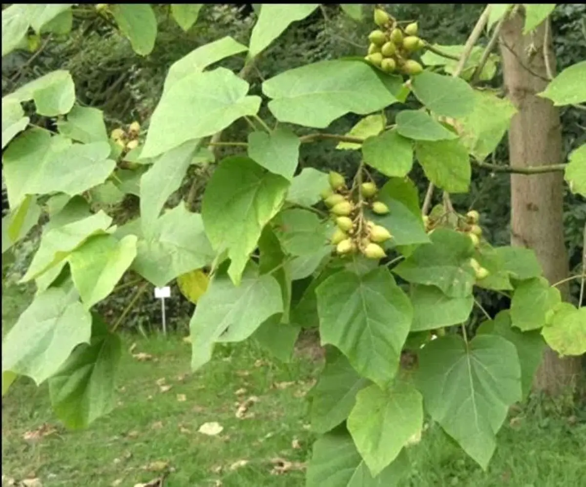 قطع ۲۵ اصله درخت پائولونیا در شهرستان تالش!