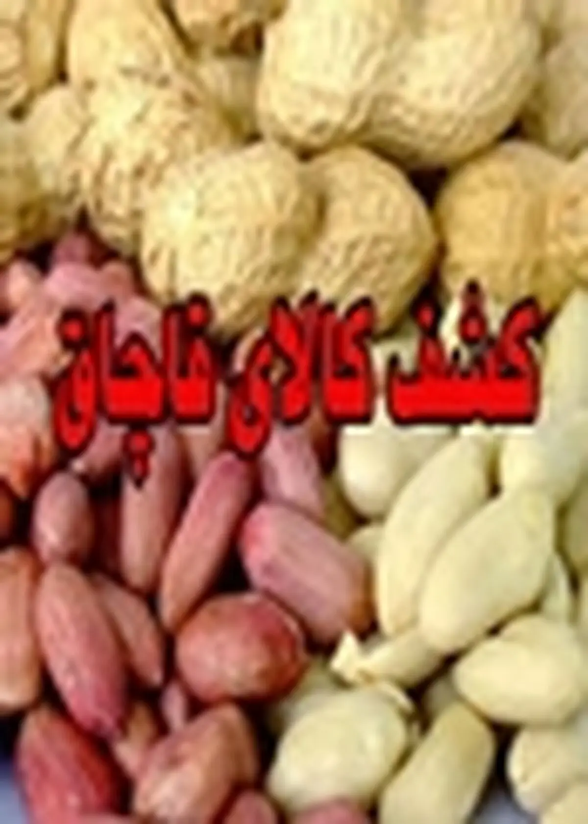 توقیف۹ تن بادام قاچاق در آستانه اشرفیه