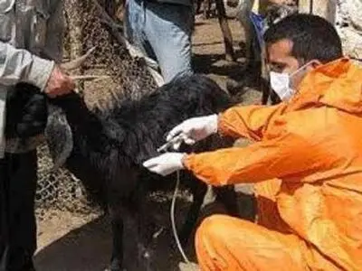مایه‌کوبی یک‌میلیون و 200 هزار رأس دام سبک علیه طاعون در ایلام