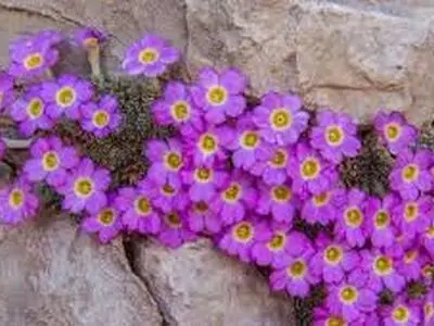 16 گونه عروس سنگ در چهارمحال‌وبختیاری ثبت شد