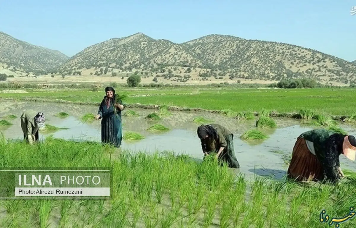  کشت برنج در کهگیلویه و بویراحمد ممنوع اعلام شد