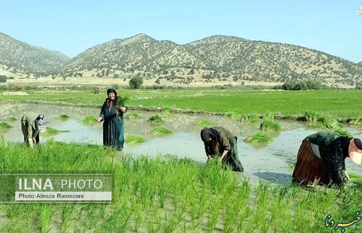  کشت برنج در کهگیلویه و بویراحمد ممنوع اعلام شد