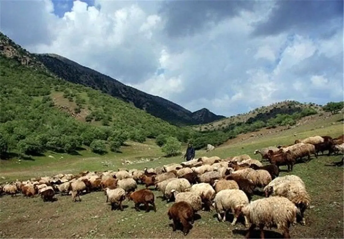 35 هزار رأس دام غیرمجاز از مراتع استان مرکزی اخراج شد / تشکیل 104 فقره پرونده در مراجع قضایی