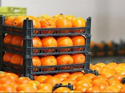 توزیع میوه شب عید تهرانی‌ها از فردا
