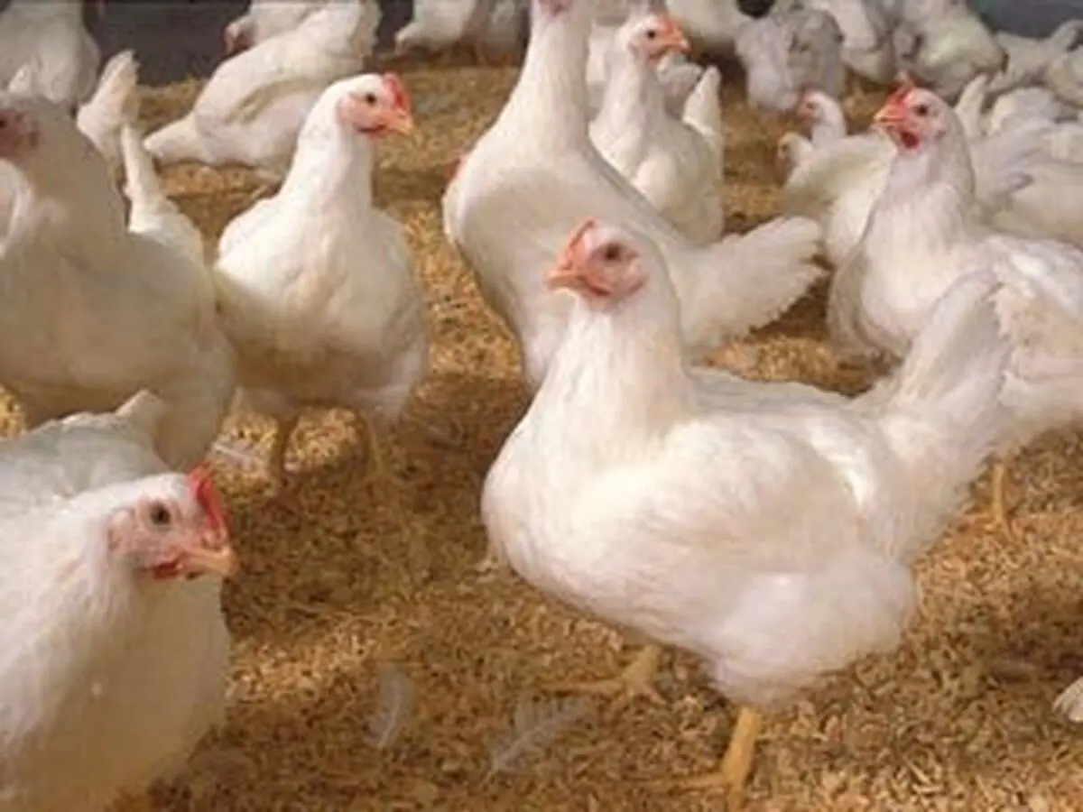 شیوع آنفلوانزای پرندگان مانع حضور مرغداران در نمایشگاه شد