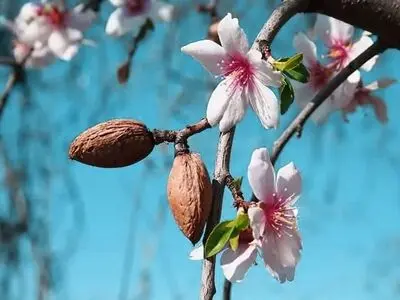 بهترین نهال بادام برای مناطق سردسیر چه نام دارد؟