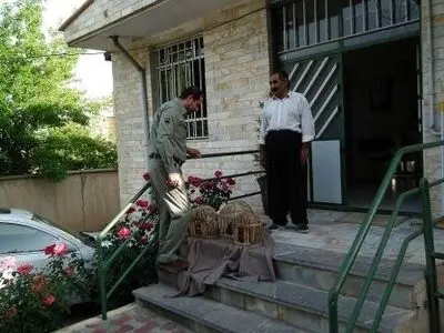 شکارچی نادم کبک‌های دربند خود را تحویل حفاظت محیط زیست بوکان داد