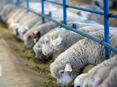 طرح ۱۸ هزار رأسی مرکز تولید دام اصلاح شده سپیدان در کرمانشاه افتتاح شد