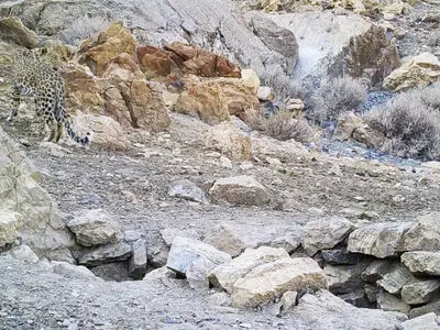 ثبت تصویر پلنگ ایرانی برای نخستین‌بار در پارک ملی قطرویه