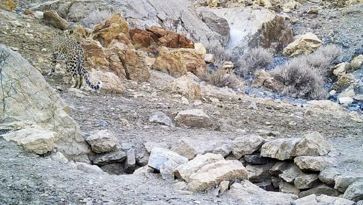 ثبت تصویر پلنگ ایرانی برای نخستینبار در پارک ملی قطرویه