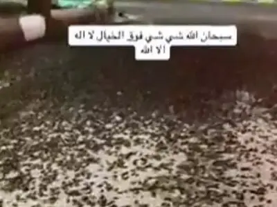 ویدیویی از هجوم بی‌سابقه سوسک‌ها به عربستان + فیلم