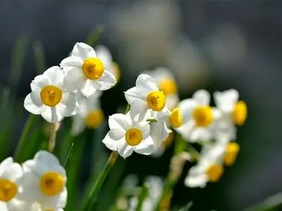 هفتمین جشنواره گل نرگس در شهرستان خفر برگزار می شود