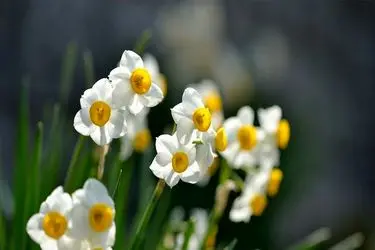 هفتمین جشنواره گل نرگس در شهرستان خفر برگزار می شود