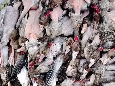 پیگیر تخلفات شکارچیان فریدون‌کنار هستیم