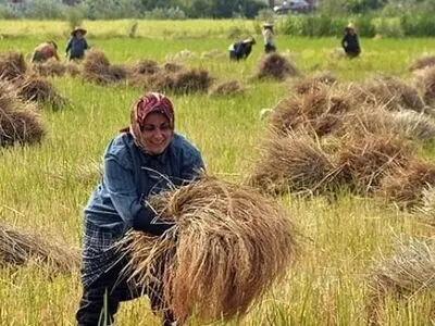 دروی بیش از ۲۳ هزار هکتار از شالیزار‌های گیلان