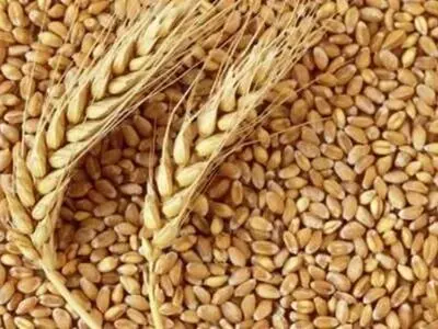 ۲۳ هزار تن گندم در سیلوهای چهارمحال و بختیاری ذخیره‌ شده است