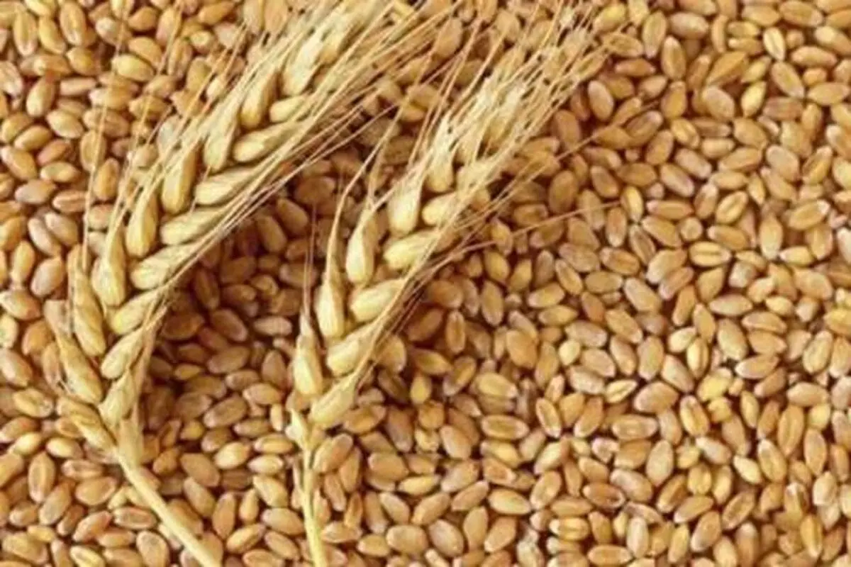 تأخیر در پرداخت مطالبات گندمکاران مانع بزرگ کشت تابستانه است