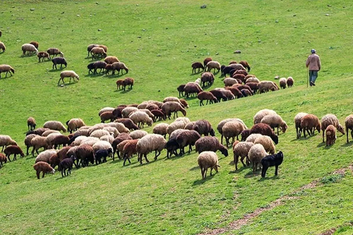 ۱۰۰۰ رأس دام غیرمجاز از مراتع گنبدک تاکستان اخراج شدند