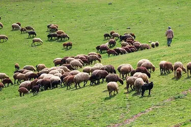 شاهکار یک عشایر برای عبور گوسفندها از رودخانه! + فیلم