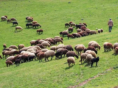 شاهکار یک عشایر برای عبور گوسفندها از رودخانه! + فیلم
