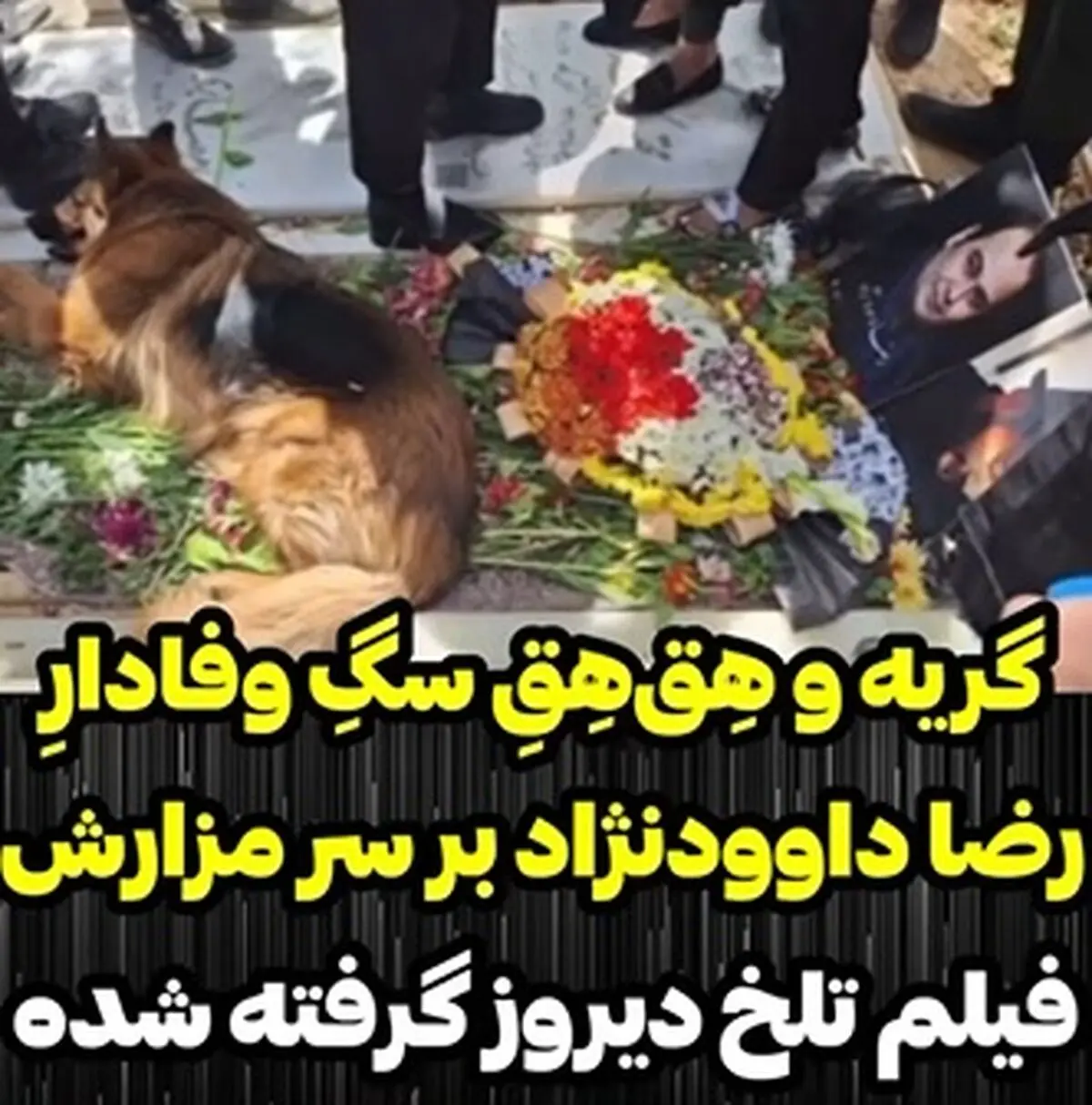 ویدئویی تلخ از ناراحتی سگِ وفادارِ رضا داوودنژاد + فیلم