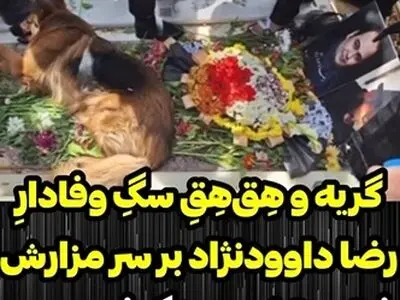 ویدئویی تلخ از ناراحتی سگِ وفادارِ رضا داوودنژاد + فیلم