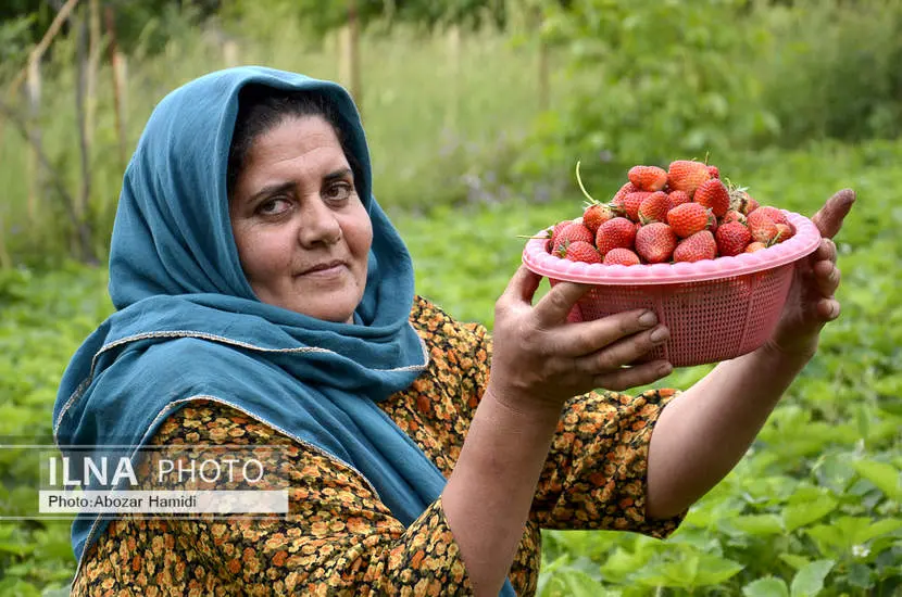  برداشت توت فرنگی در روستای سی دشت رودبار 