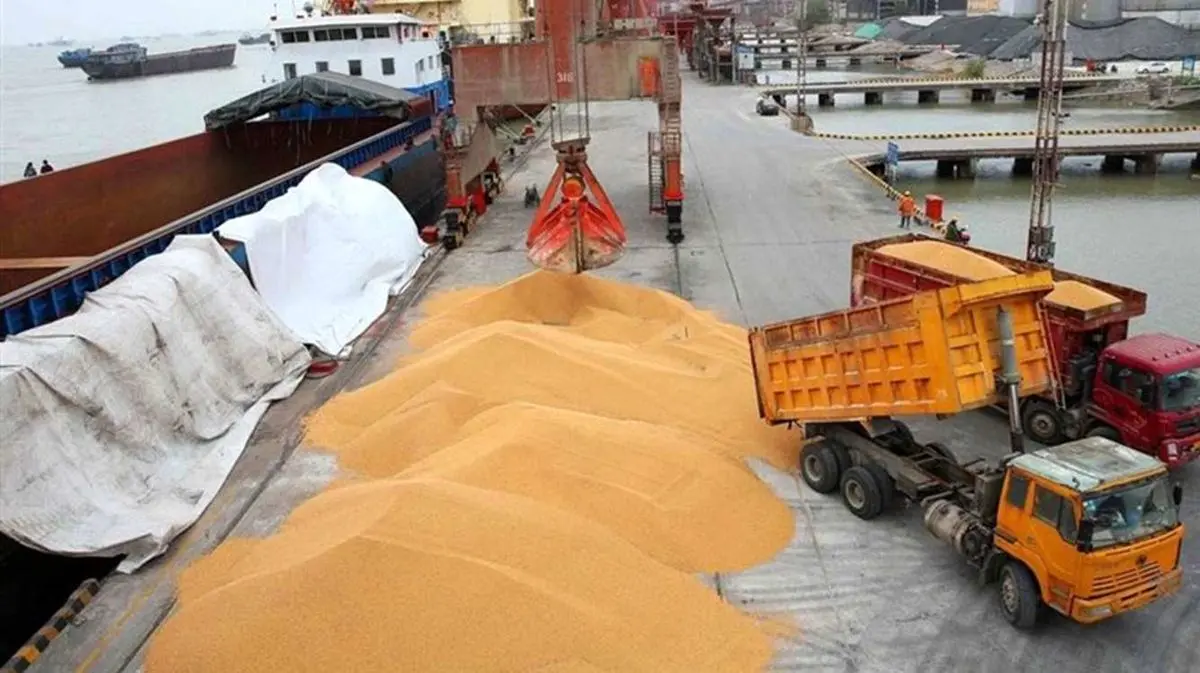 شوک قیمتی گوشت قرمز و مرغ با حذف ارز ترجیحی نهاده‌های دامی