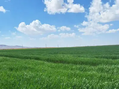 پیش‌بینی برداشت بیش از 70 هزار تن جو از مزارع خراسان جنوبی