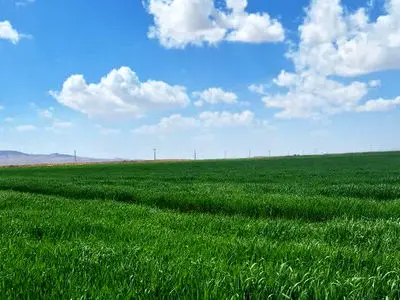 پیش‌بینی برداشت بیش از 70 هزار تن جو از مزارع خراسان جنوبی